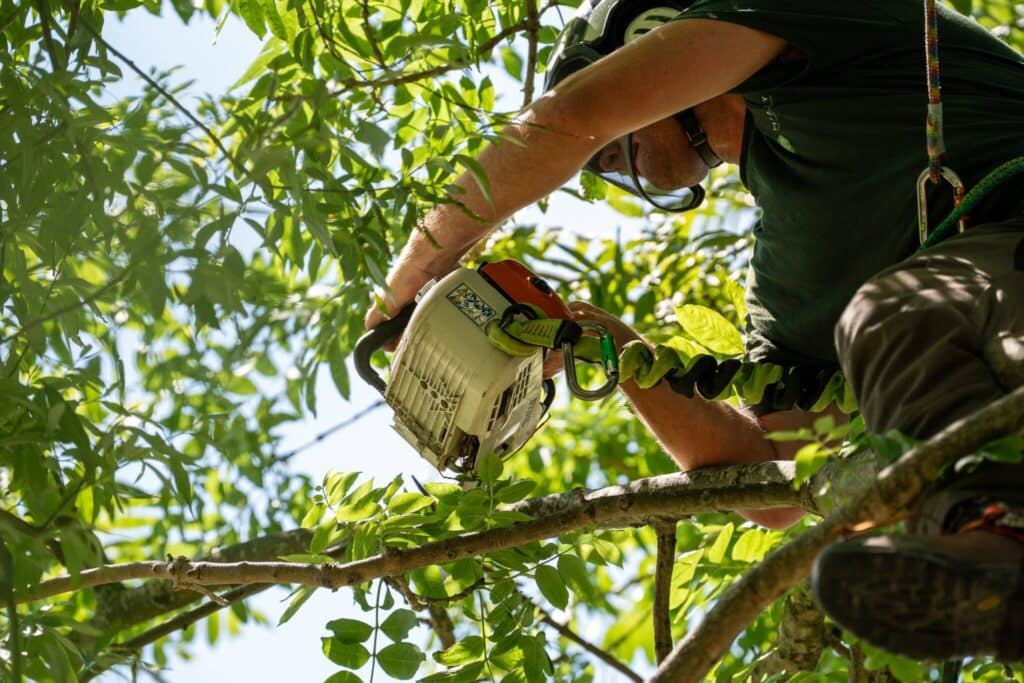 Tree Surgery Website Design