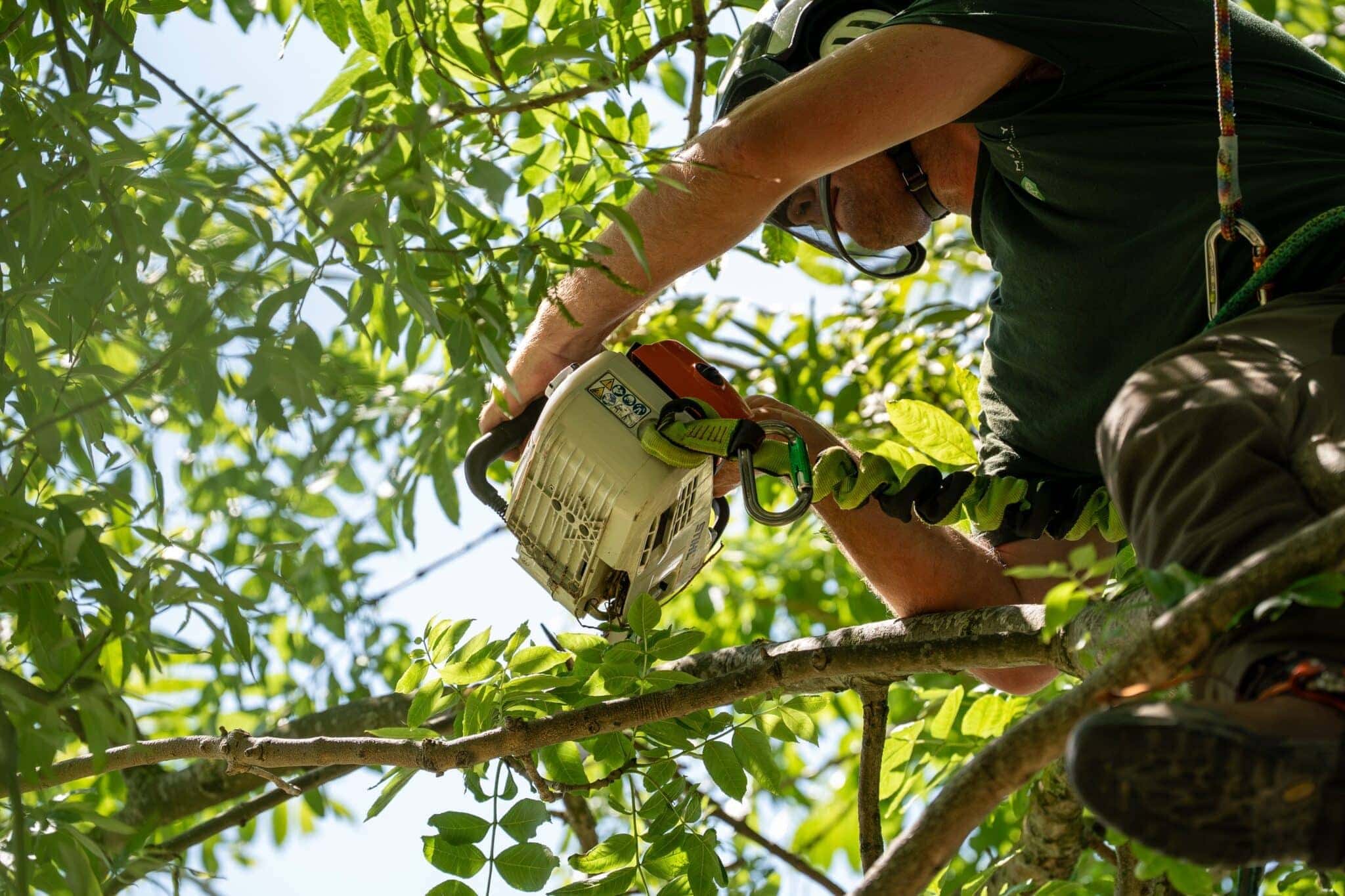 Tree Surgery Website Design